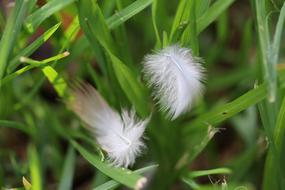 feathers on the green grass