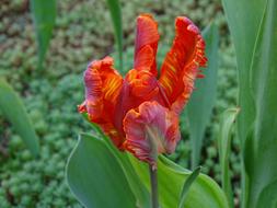 Tulip Parrot Orange