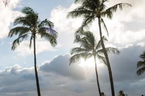 Palm Tropical Beach