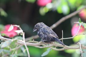 Nature Tree Outdoors