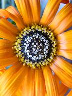 Flower Nature Summer