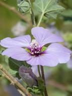Hibiscus Syriacus Syrian Rose Wild