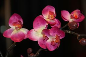Orchid Flower Nature