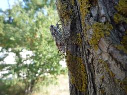 Cicada Insects Tree