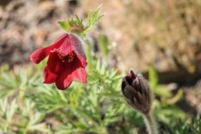 Pasqueflower Flower Plant