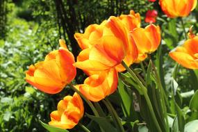 Tulips Spring Flowering