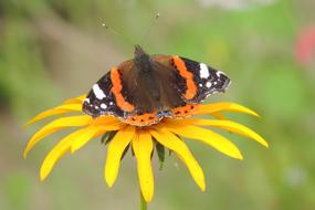 Nature Insect Butterfly