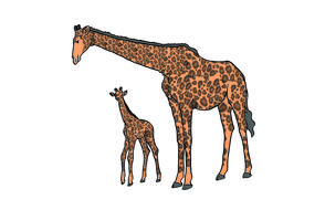 giraffe young mother animal wild