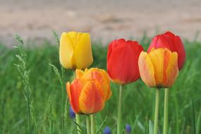 Flower Meadow Nature Field