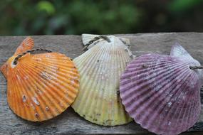 colored shells on the table