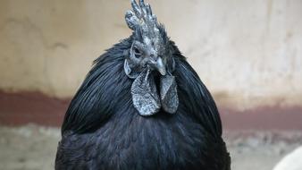 Ayam Cemani Chicken Hahn