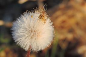 white dandelion in yellow