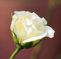 Rose White Blossom