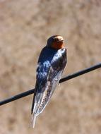 Swallow Oreneta Hirundo Rustica