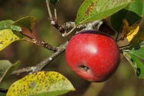 Apple Red Tree