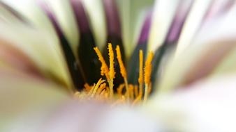 Flora Nature Flower