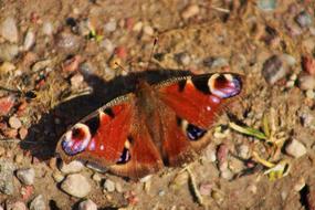 Animals Nature Insect