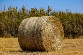 Hay Agriculture Straw