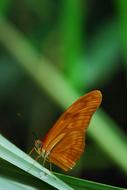 Insect Butterfly Nature