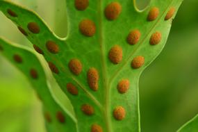 Fern Ferns Sporangium