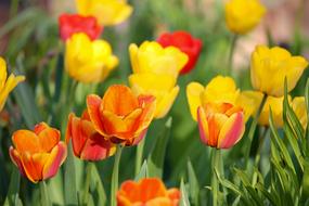 Tulips Orange Yellow
