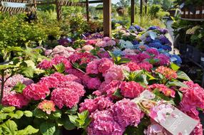 hydrangea fragrant garden