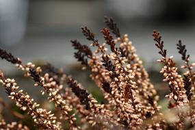 Outdoors Nature Heather