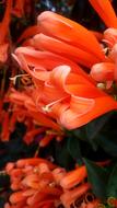 Nature Flower