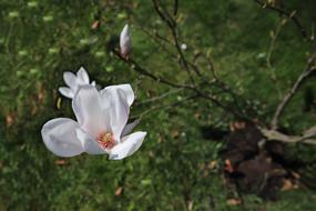Nature Plant Spring