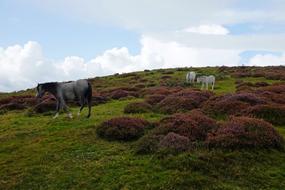 Grass Landscape Nature