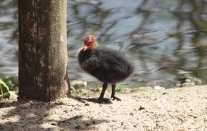 Chicken Duck Nature Water
