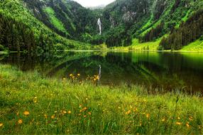 plants flowers lake mountains