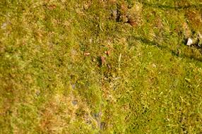 Desktop Nature Pattern