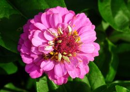 Flower Zinnia Summer