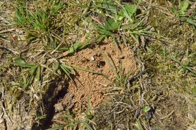 Wasp Ant Nest