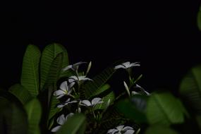 Indian Flower Nature Night