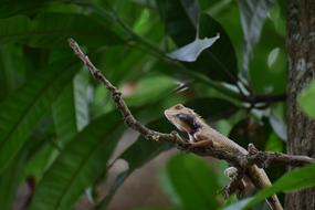 Lizard Close Up Green