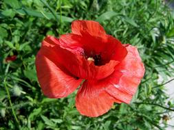 Poppy Meadow Flower Red