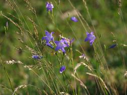 Flower Meadow Nature