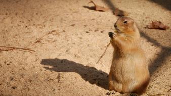 gopher big fluffy desert