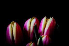 Tulip Flower Nature