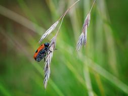 Nature Insect Grass Animal