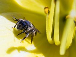 a bee on a beautiful yellow background