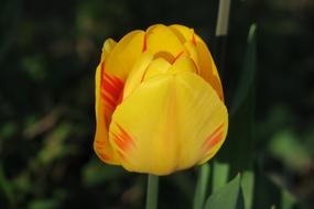 Tulip Yellow Nature