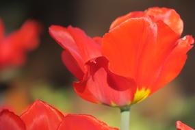 Tulip Red Flower