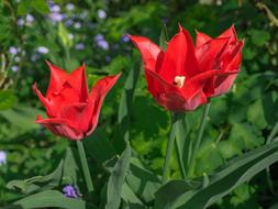 Flower Tulip