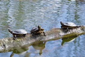 Turtles Waters Puddle