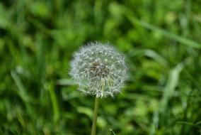 Lawn Nature Plant