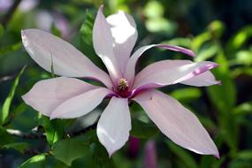Magnolia Flower Plant