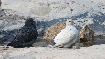 pigeons a lot of rocks shore
